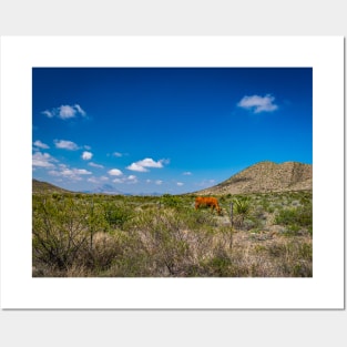 Criollo Cattle on the Open Range Posters and Art